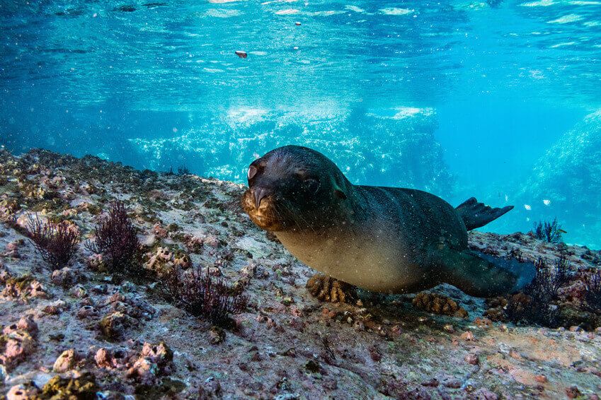 Urlaub auf Galapagos - beim Tauchen die Tierwelt entdecken
