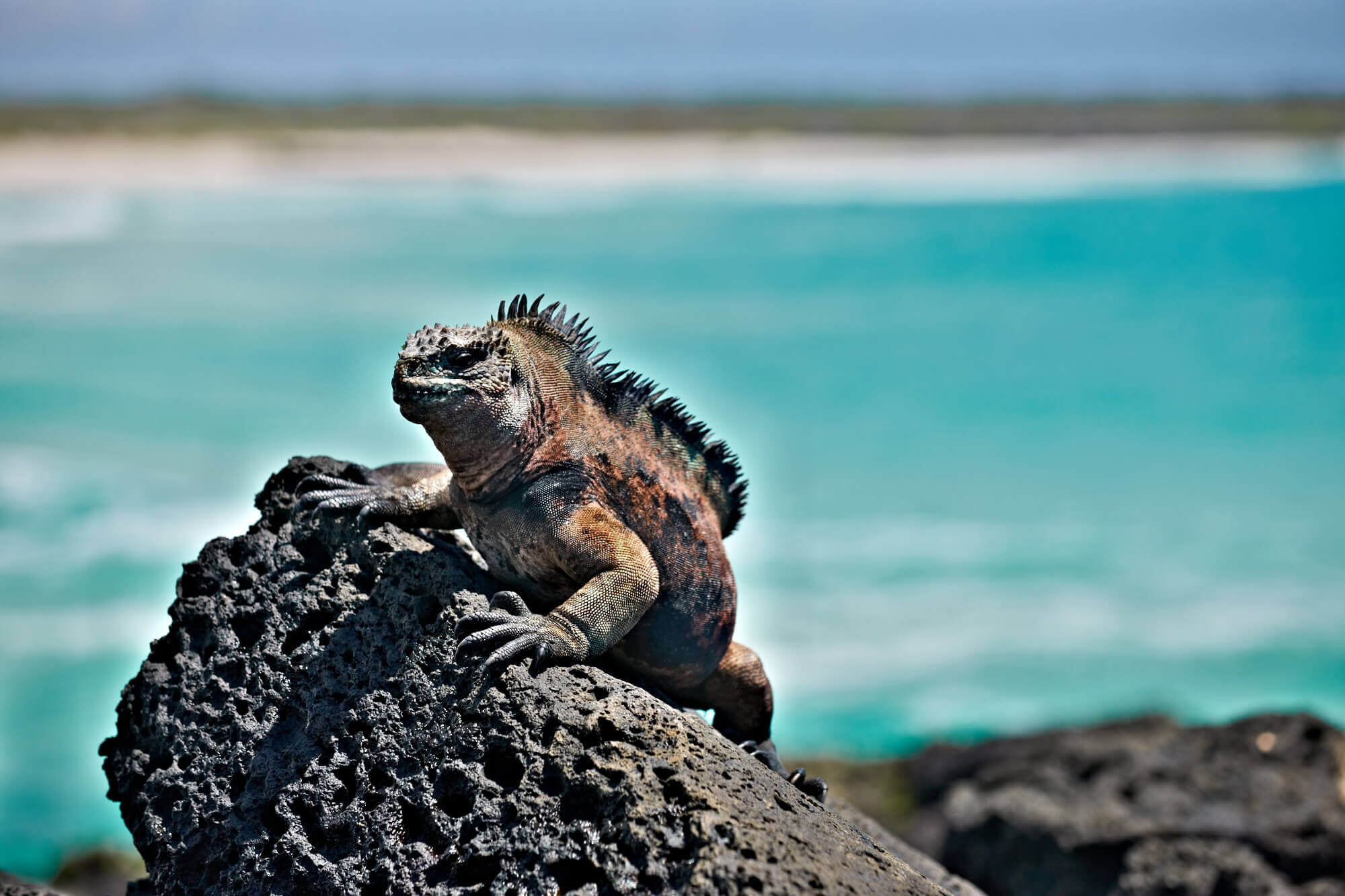 Galapagos-Urlaub - Riesenechsen entdecken