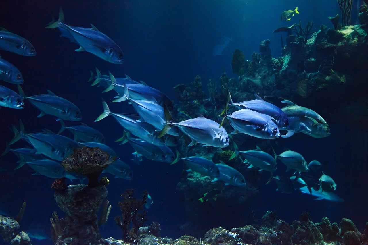 Bunten Fischen in der Playa Bengé