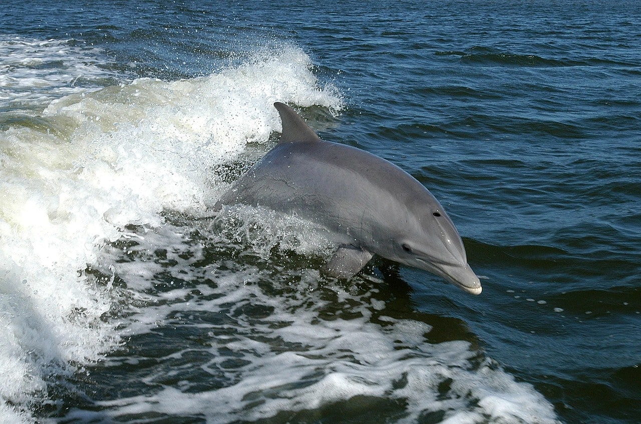 Delphin hüpft aus dem Wasser