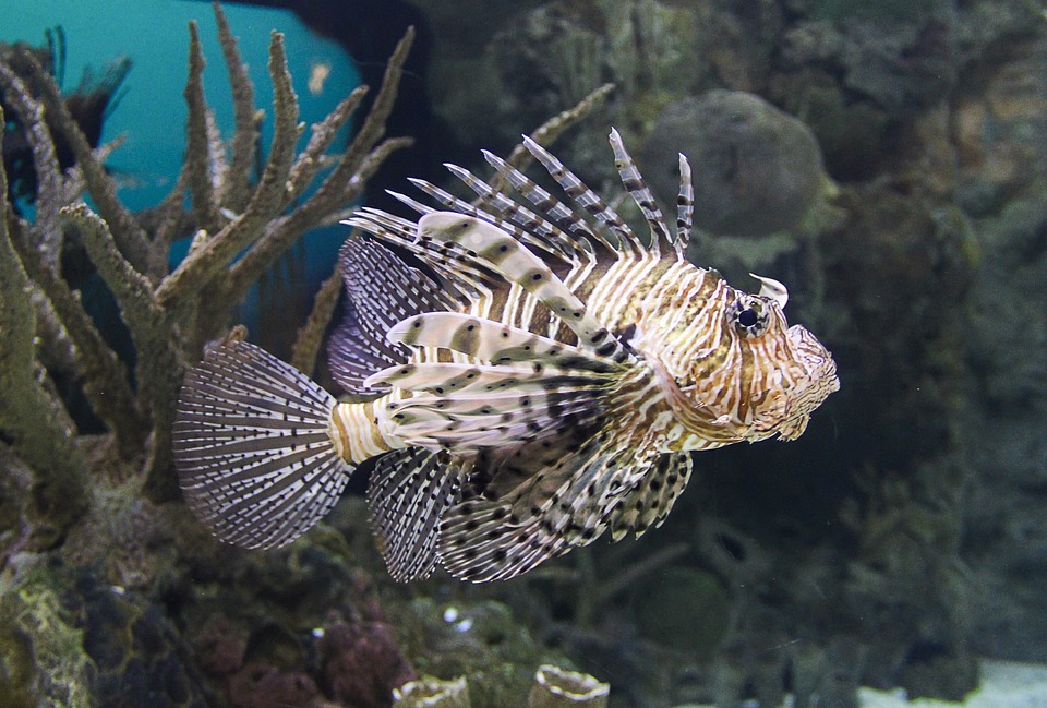 Ein Feuerfisch im Mushroom Forest auf Curacao