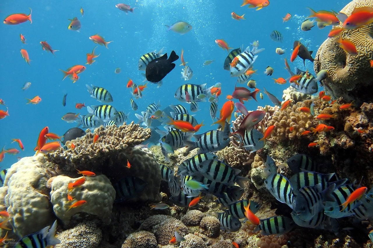 Unterwasserlebewesen und farbenfrohen Riffen