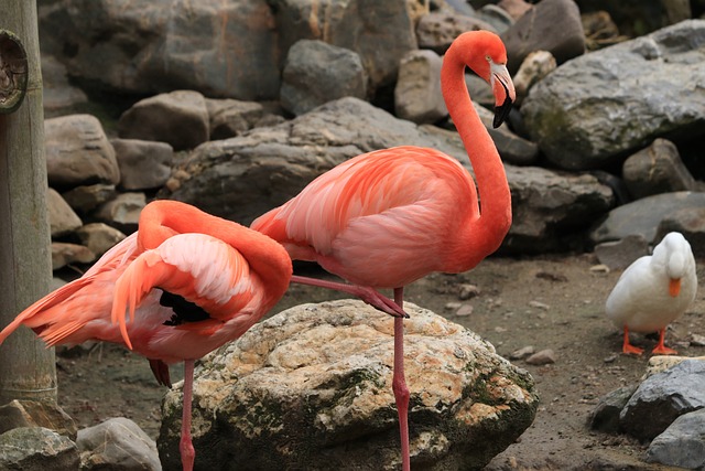 Flamingos auf Aruba