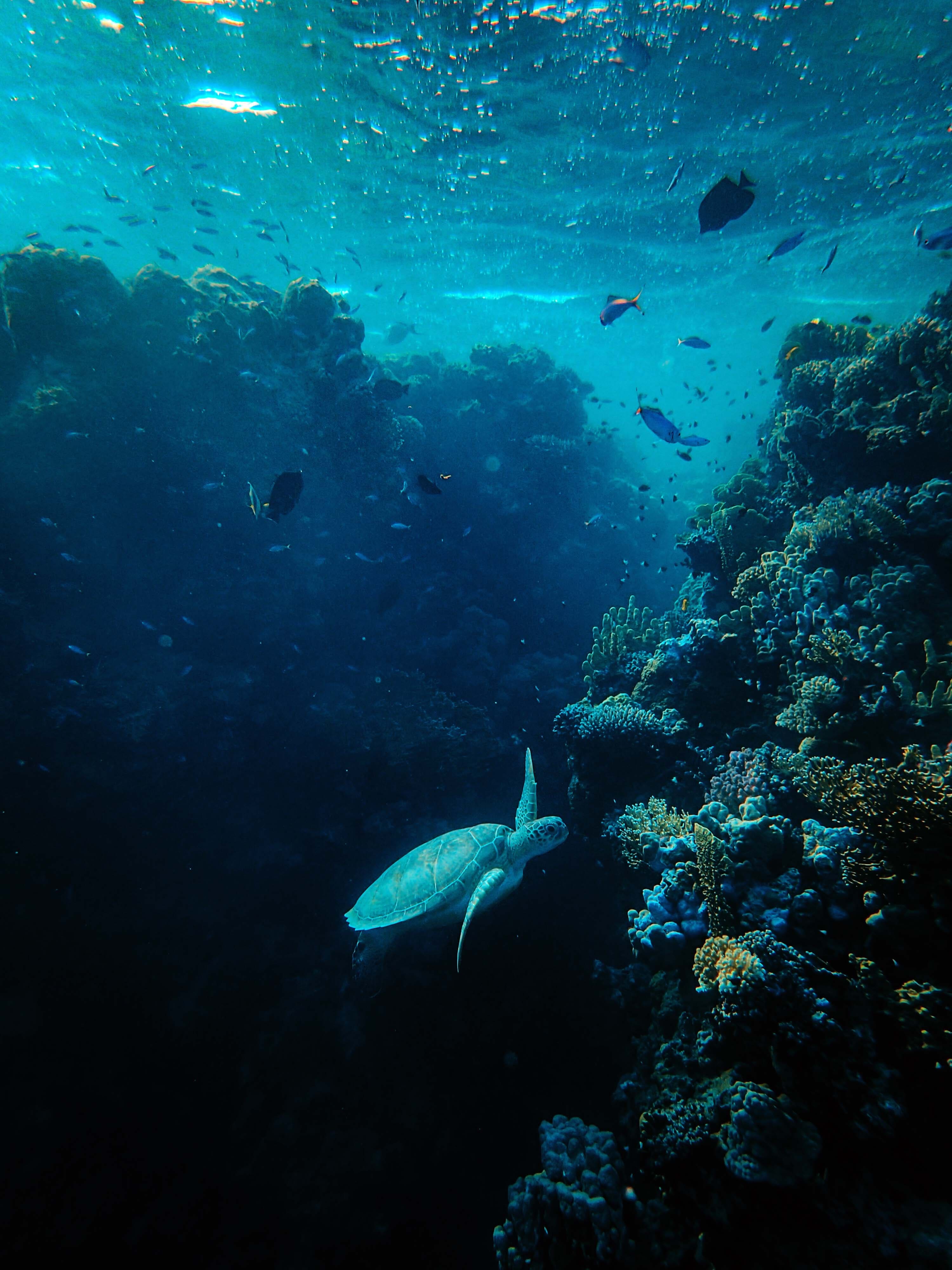 verschiedene Fische im Meer mit Korallen 