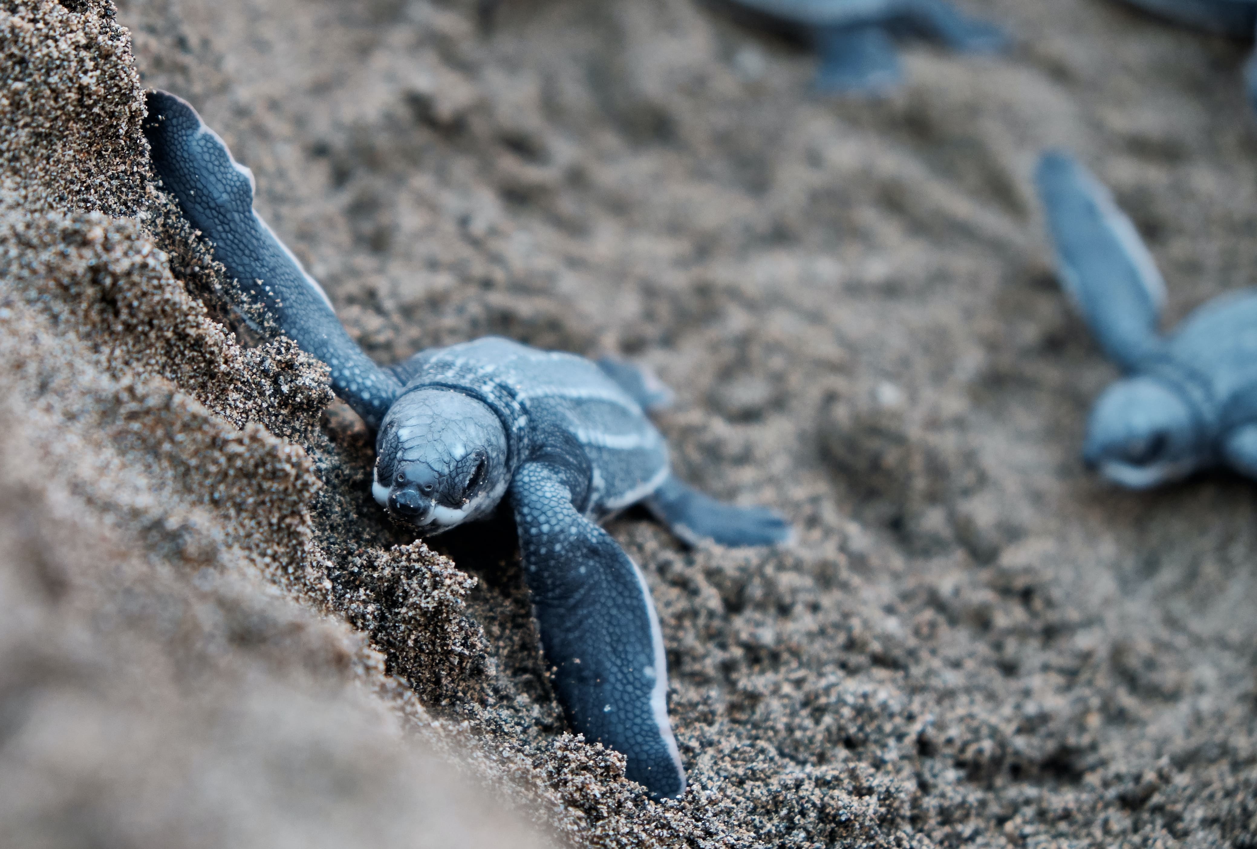 Blaue Schildkröten auf braunem Sand