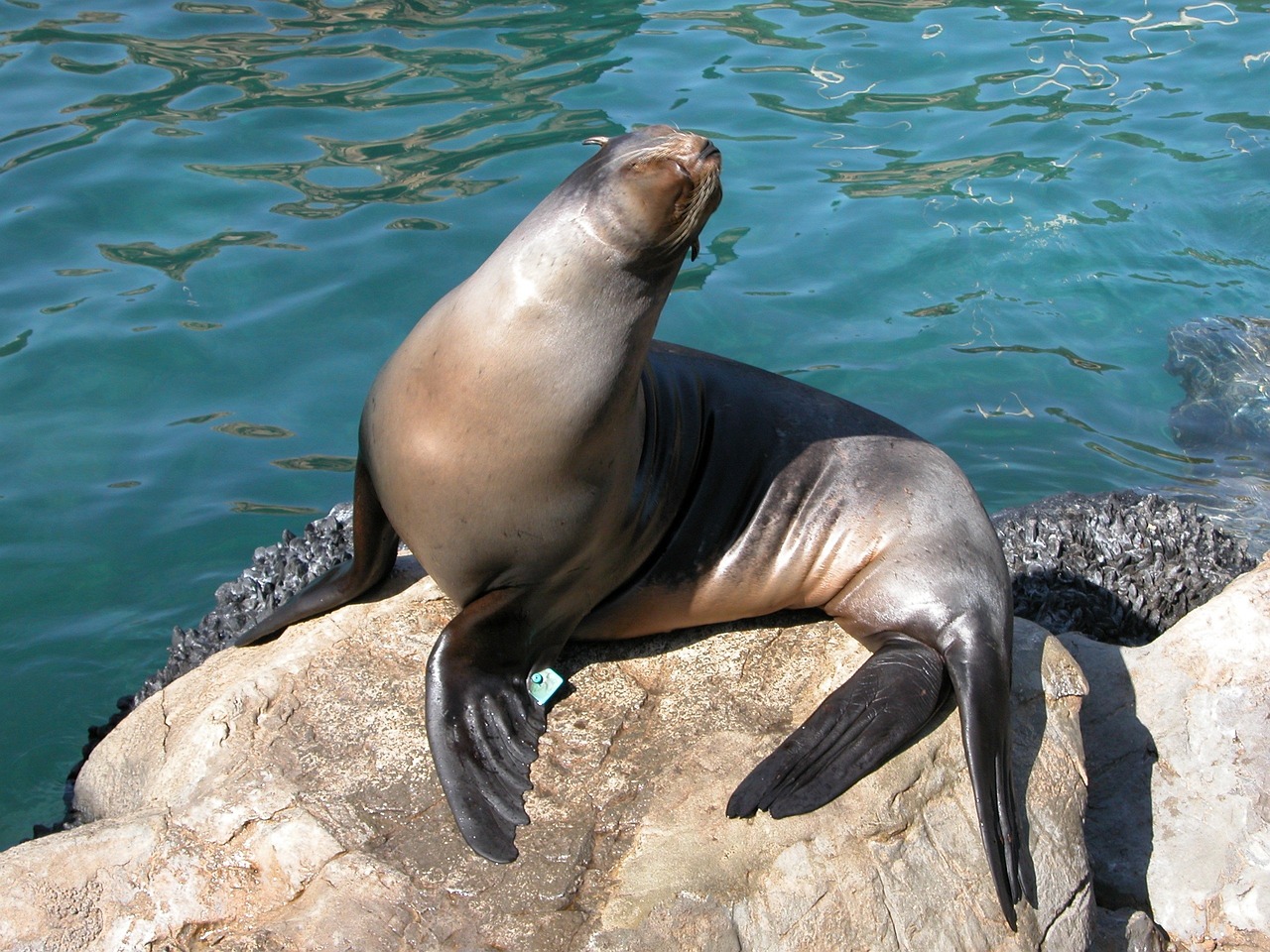 Eine Robbe im Curacao Sea Aquarium