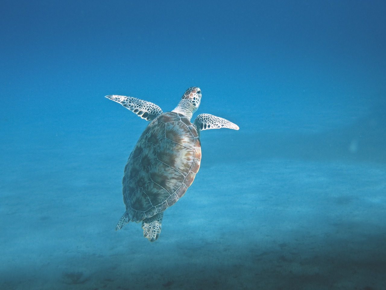 Eine Schildkröte beim auftauchen