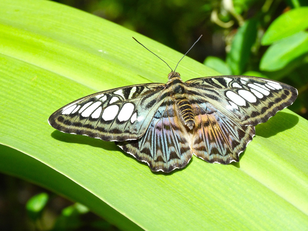 Schmetterling