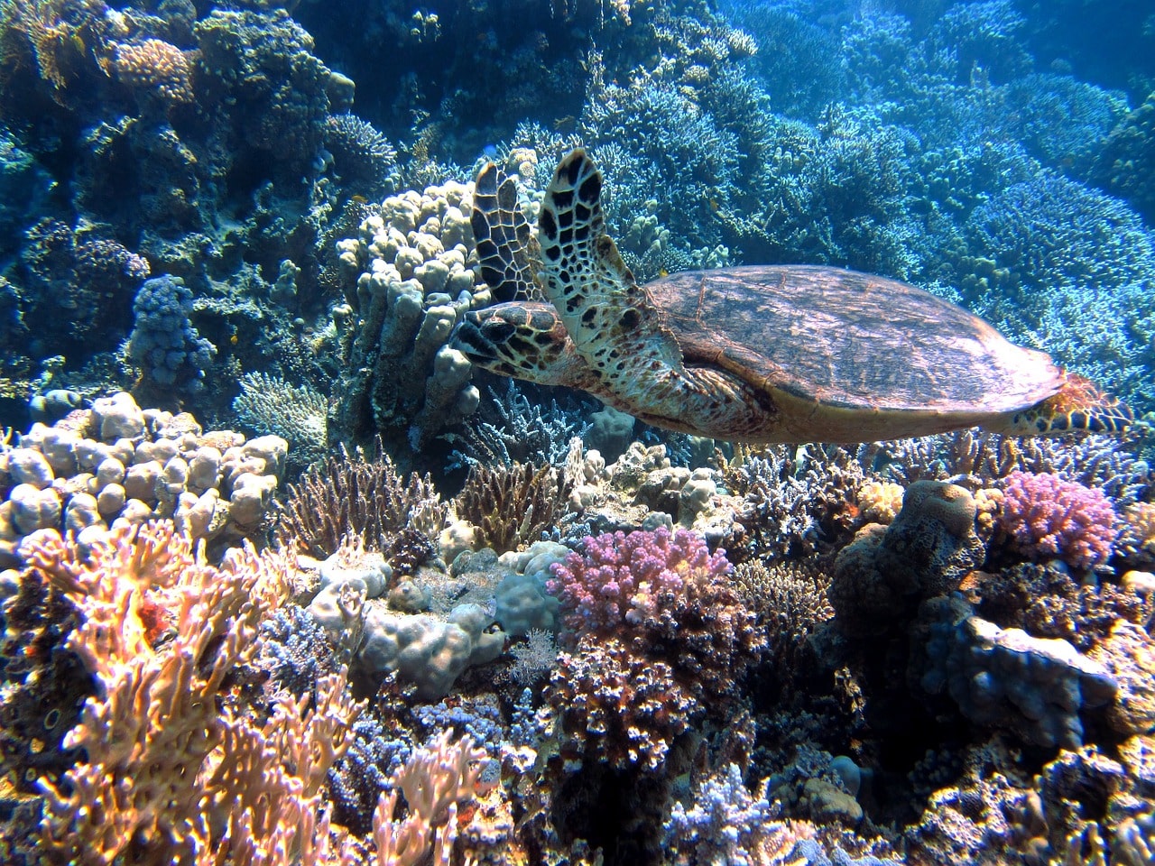 Schildkröte in der Karibik
