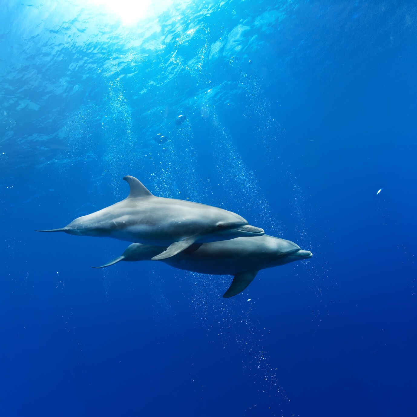 Tauchen mit Delfinen auf Bonaire