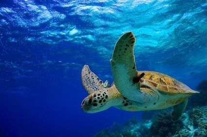 Schildkröte im Meer vor St. Eustatius