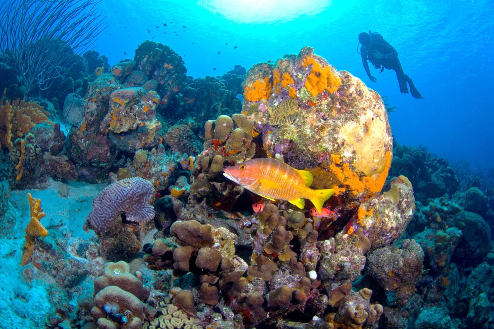 Wunderschöne Unterwasserwelt von Bonaire entdecken - jetzt Tauchurlaub anfragen