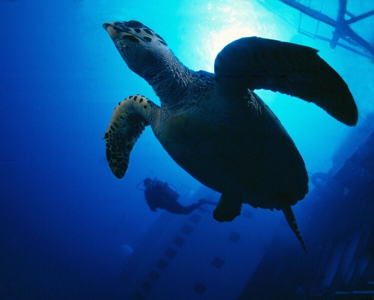 Schildkröte unter Wasser