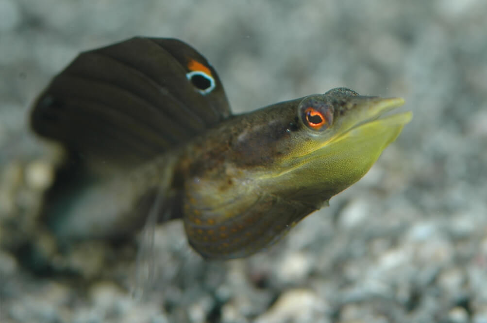 Wir bieten Tauchreisen nach Sint Eustatius