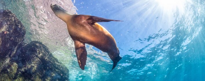 Robbe im Meer vor den Galapagos-Inseln