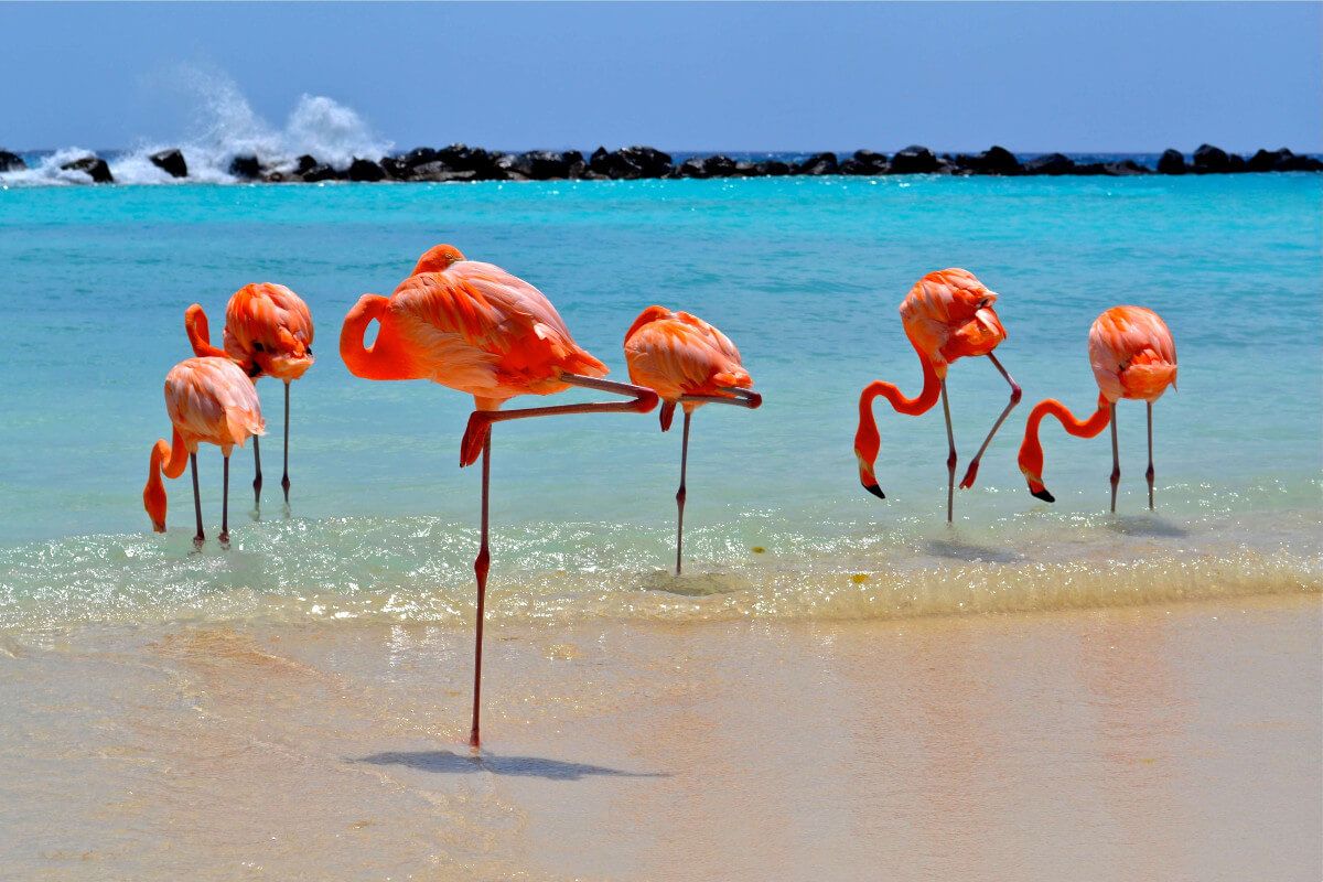 Flamingos auf Aruba