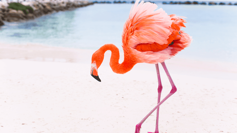 aruba_renaissance_resort_flamingo