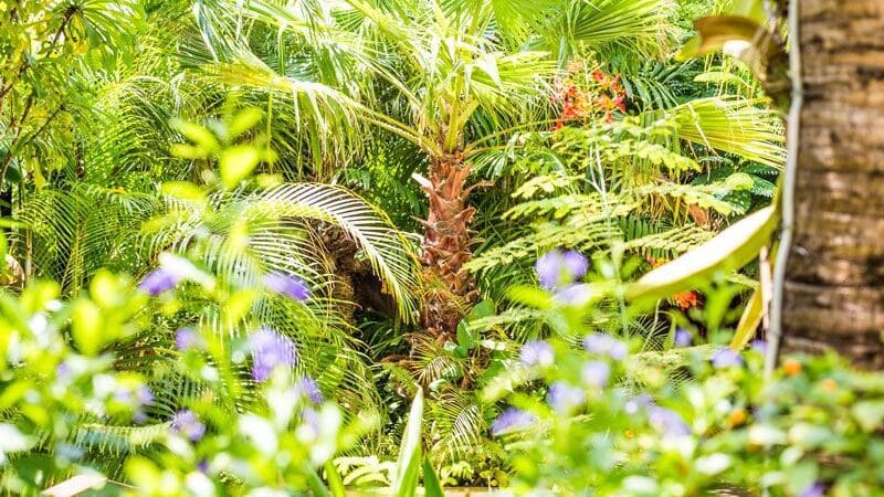 bonaire_bamboo_boutique_palm