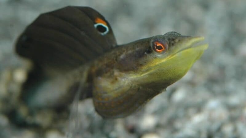 eustatius_old_gin_house_fish