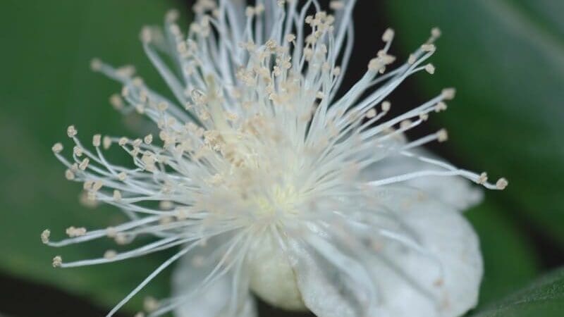 eustatius_old_gin_house_flower