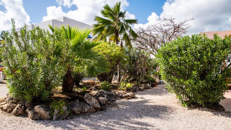 Hamlet Oasis Bonaire (11)