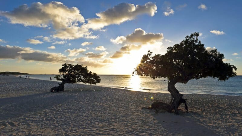 Dividivi trees on the beach from Aruba at sunset