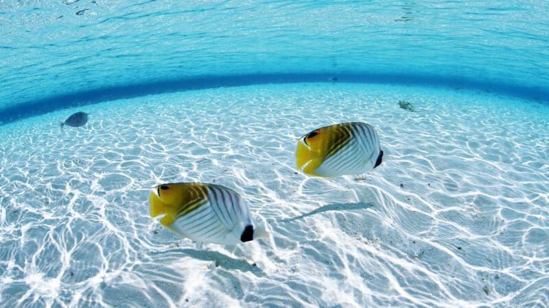 1. Aruba divitree slide (19)