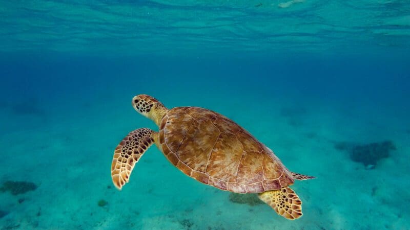 Schildkröten beim Tauchen auf Bonaire entdecken