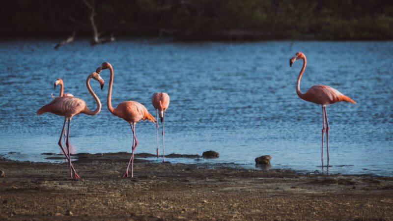 Flamingos am Strand