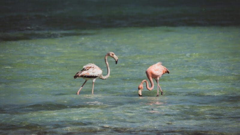 Flamingos im Wasser