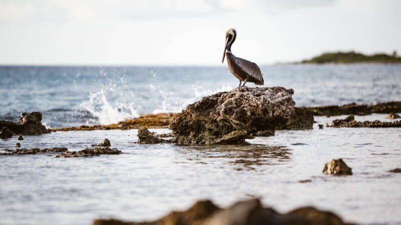 Tiere auf Curacao: Pelikan