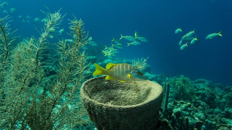 ABC Travel Bonaire Unterwasser Staudinger 007