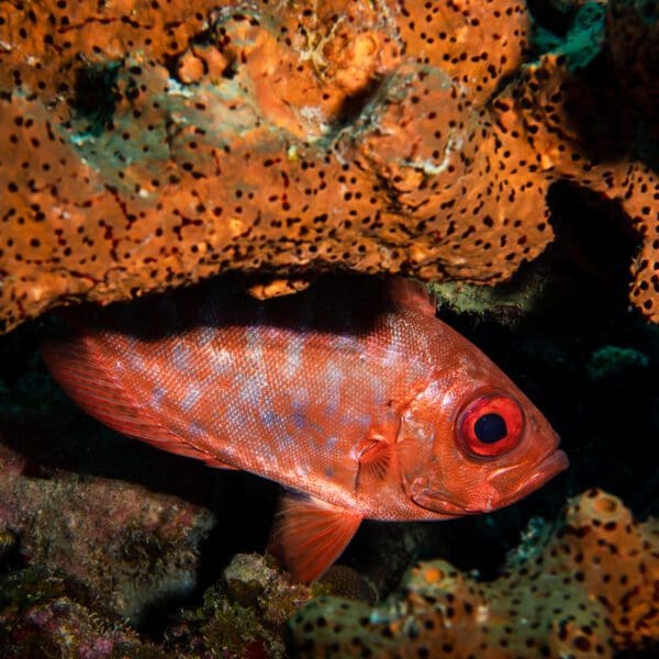 Korallen und Fische beim Tauchen auf Bonaire entdecken