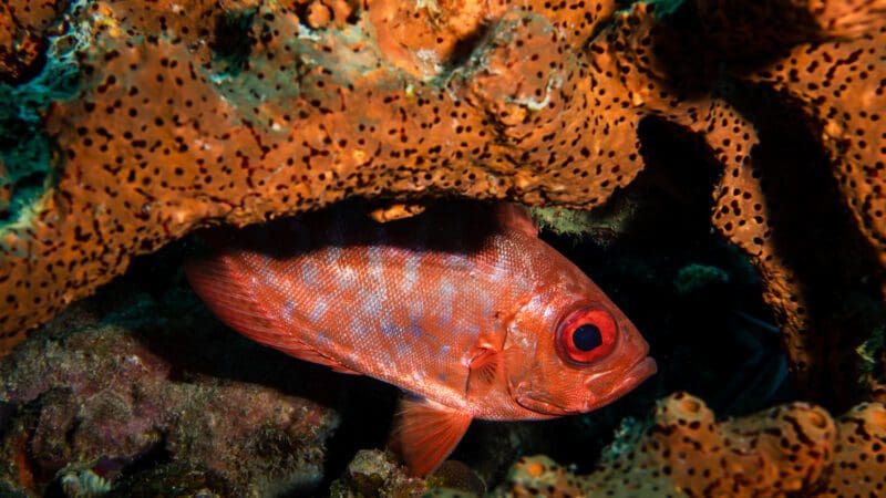 Korallen und Fische beim Tauchen auf Bonaire entdecken