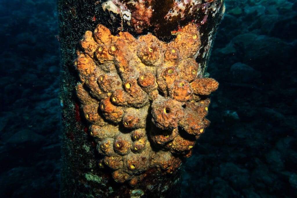 ABC Travel Bonaire Unterwasser Staudinger 009