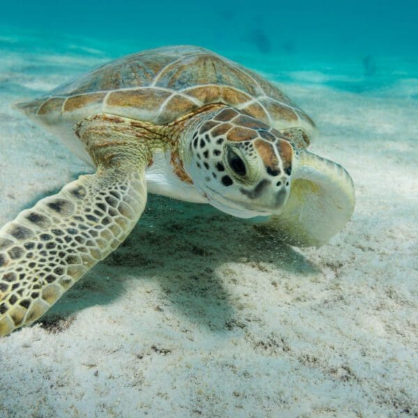 Schildkröten beim Tauchen auf Bonaire entdecken