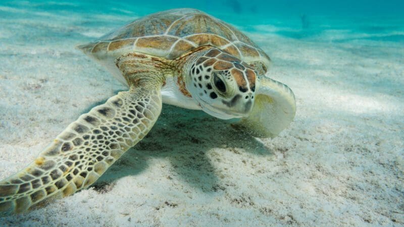 Schildkröten beim Tauchen auf Bonaire entdecken