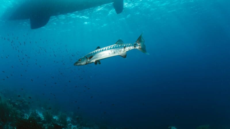 ABC Travel Bonaire Unterwasser Staudinger 064