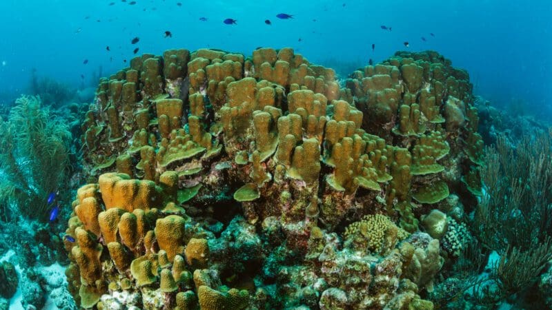 ABC Travel Bonaire Unterwasser Staudinger 066