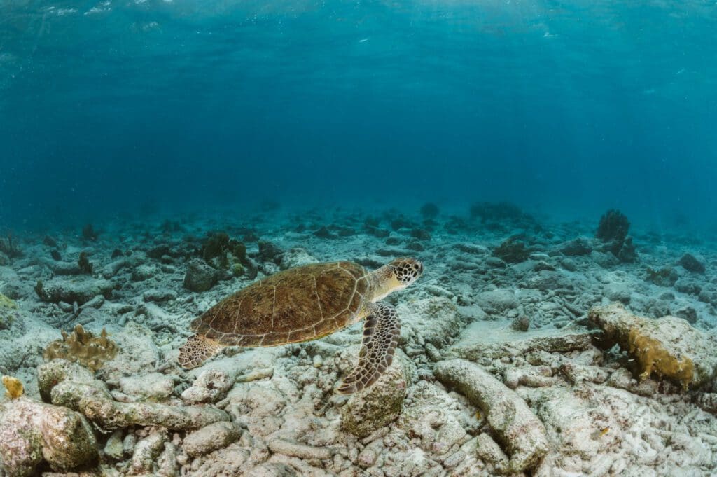 ABC Travel Bonaire Unterwasser Staudinger 072