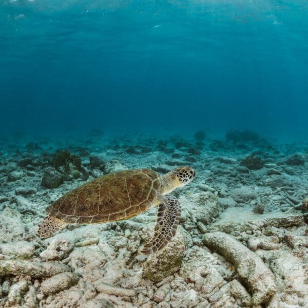 Tiere auf Curacao: Schildkröten