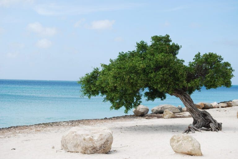 Divi Divi Baum auf dem Eagle Beach auf Aruba