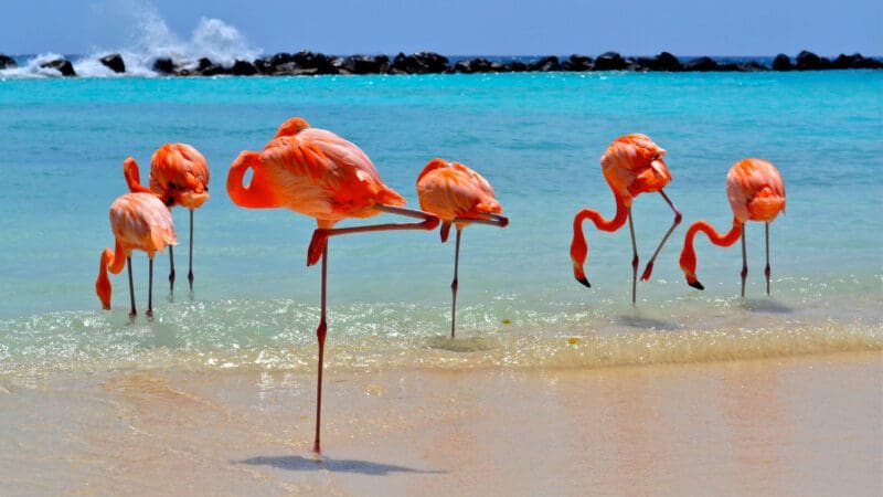 Flamingoes on the Beach (2)