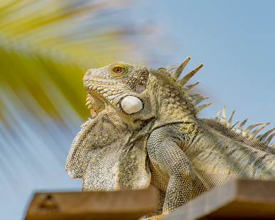 Tiere auf Curacao: Leguan