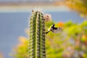 Tierwelt im Bonaire Urlaub erkunden