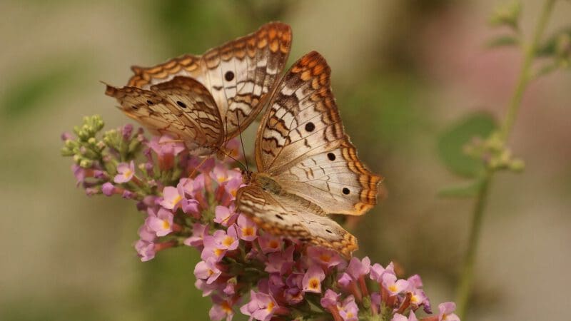 butterflies-g985075fa5_1280