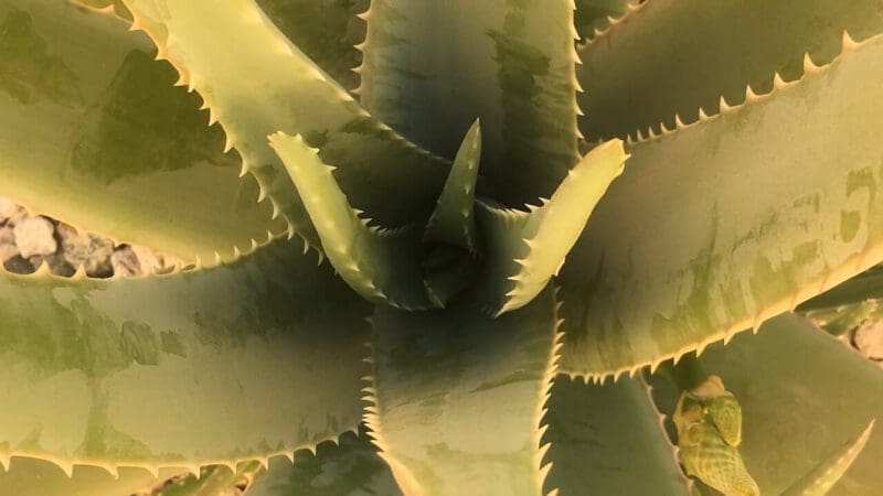 cactus-gc31a276a3_1280