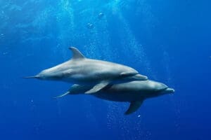 Delfine entdecken beim Tauchen auf Curacao