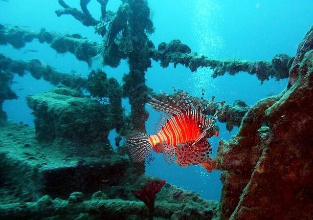 diving-712637_640