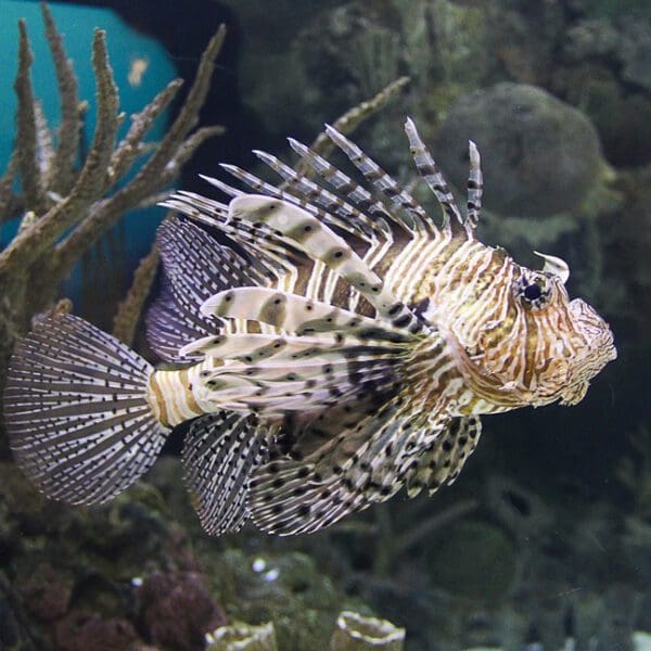 Feuerfisch auf Curacao